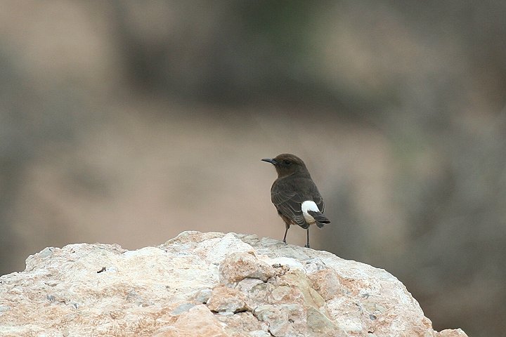 �N���T�o�N�q�^�L