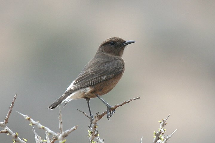 �N���T�o�N�q�^�L