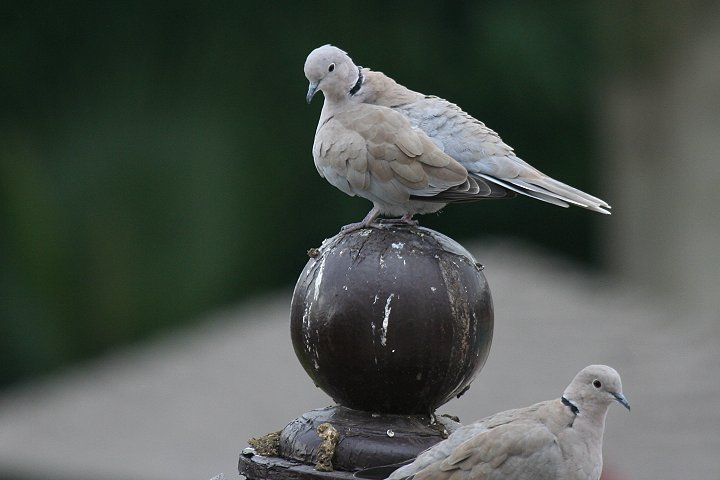 �V���R�o�g