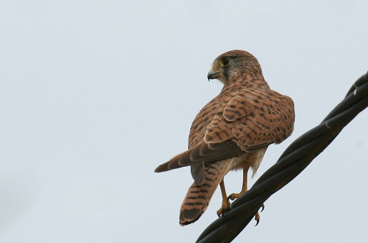 �`���E�Q���{�E�̃��X