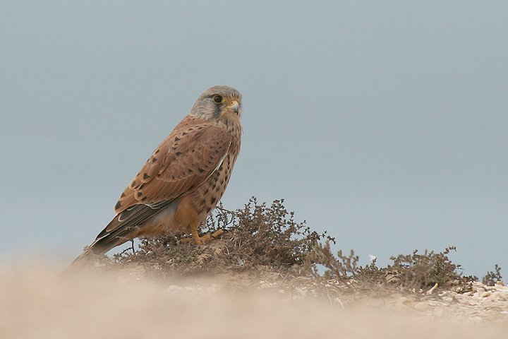 �`���E�Q���{�E�̃I�X