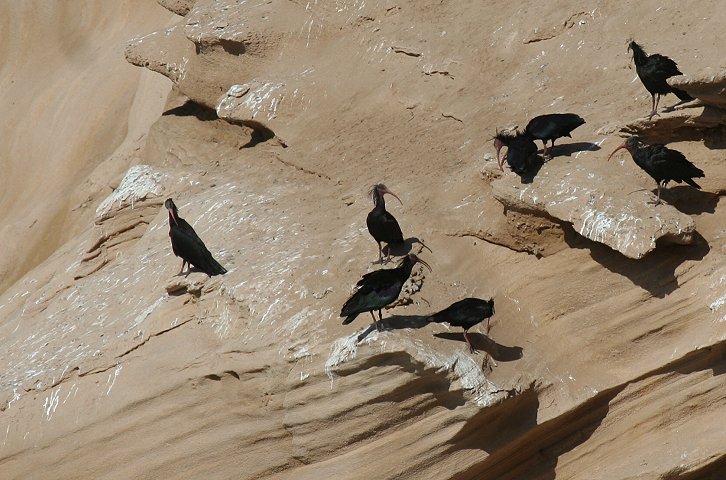 �z�I�A�J�g�L