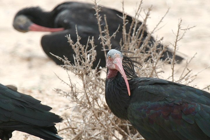 �z�I�A�J�g�L