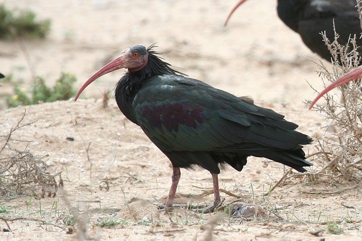 �z�I�A�J�g�L