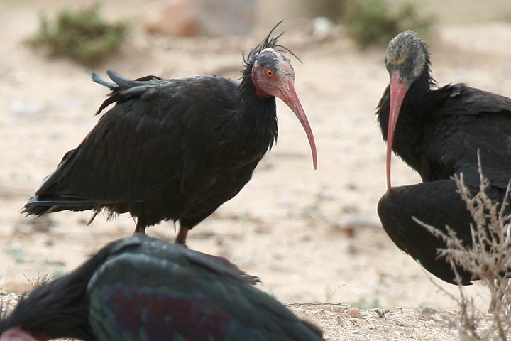 �z�I�A�J�g�L