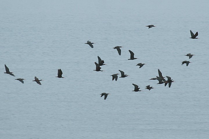 �z�I�A�J�g�L