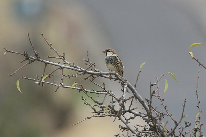 �X�y�C���X�Y���̃I�X