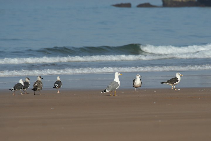 �L�A�V�Z�O���J����