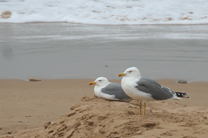 �L�A�V�Z�O���J����