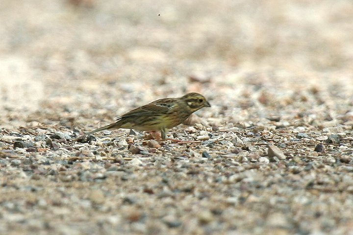 �m�h�O���A�I�W�̃��X