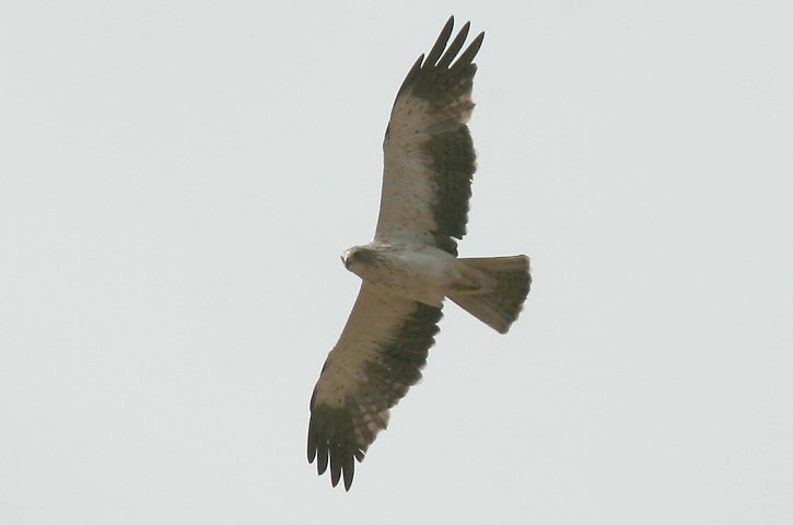 �q���N�}�^�J