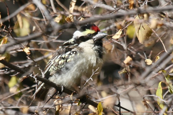 �V���}���R�S�V�L�h��