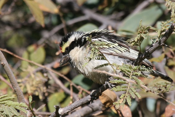 �V���}���R�S�V�L�h��