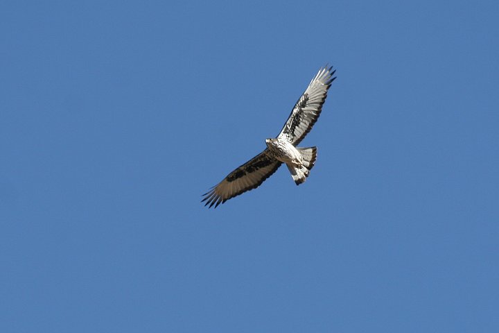 �����W���N�}�^�J