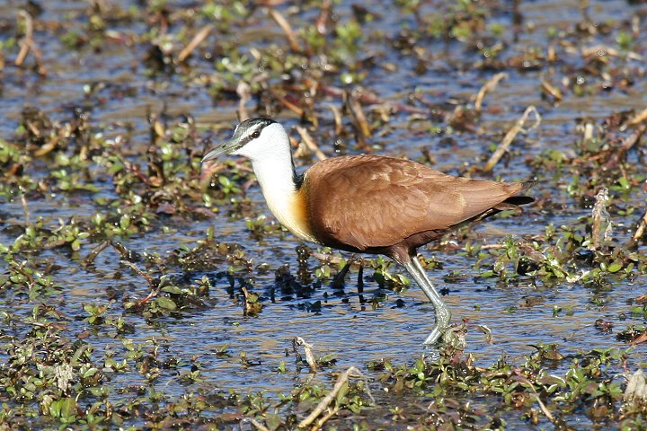 �A�t���J�����J�N