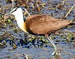 African Jacana �A�t���J�����J�N