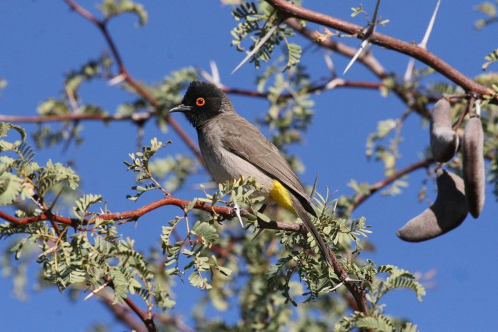 �A�J���A�t���J�q���h��