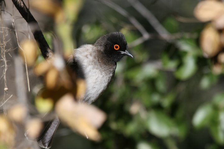 �A�J���A�t���J�q���h��