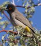 African red-eyed Bulbul �A�J���A�t���J�q���h��