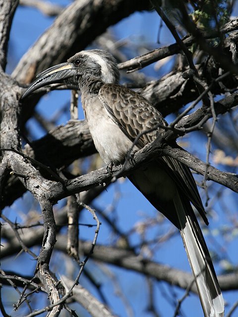 �n�C�C���R�T�C�`���E