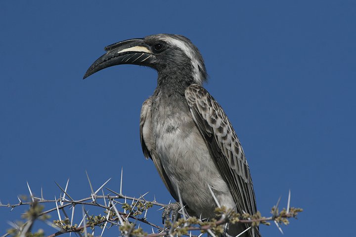 �n�C�C���R�T�C�`���E