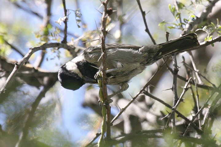 �X�X�C���K��