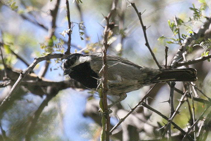 �X�X�C���K��