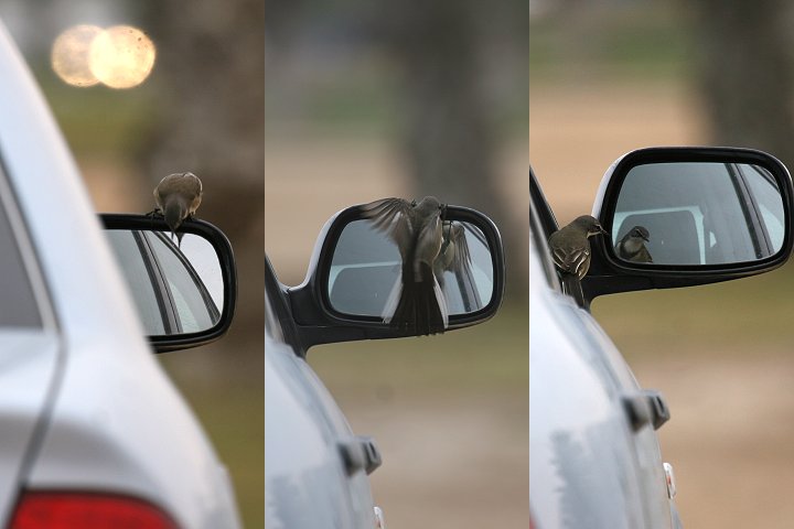 �T�o�N�n�N�Z�L���C