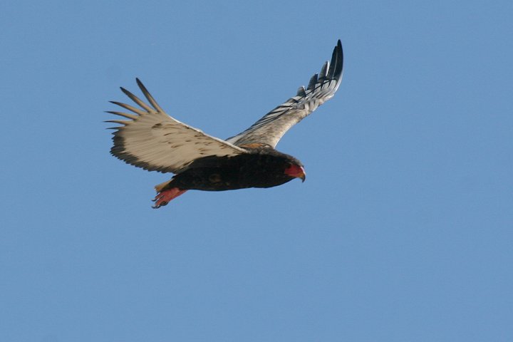 �_���}���V�̃��X