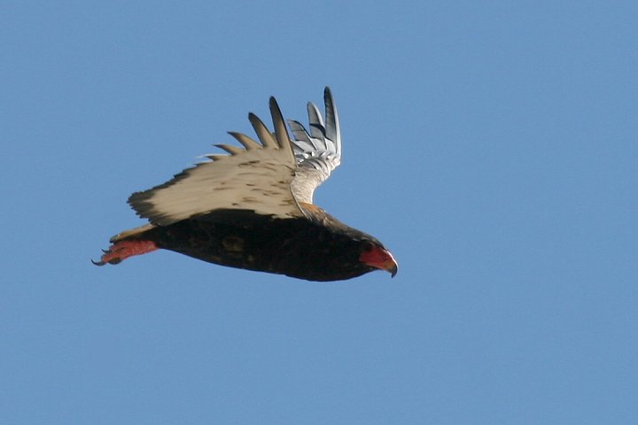 �_���}���V�̃��X