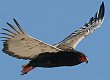 Bateleur �_���}���V