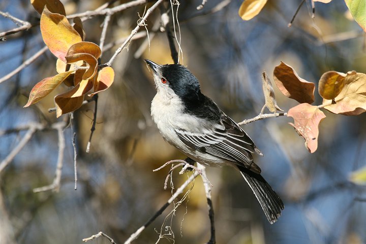 �Z�O���t�N�����u���Y