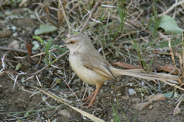 ���i�O���n�E�`���h��