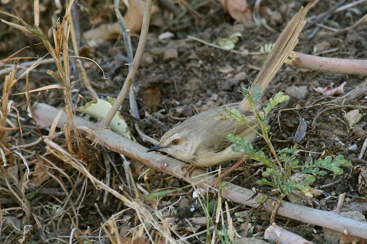 ���i�O���n�E�`���h��