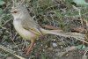 Black-chested Prinia ���i�O���n�E�`���h��