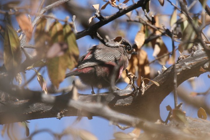 �z�I�O���J�G�f�`���E