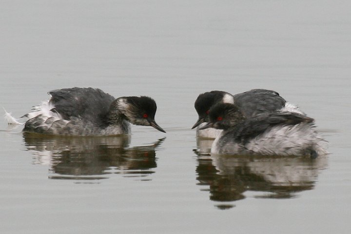 Black necked Grebe �n�W���J�C�c�u��