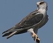 Black-shouldered Kite�@�J�^�O���g�r
