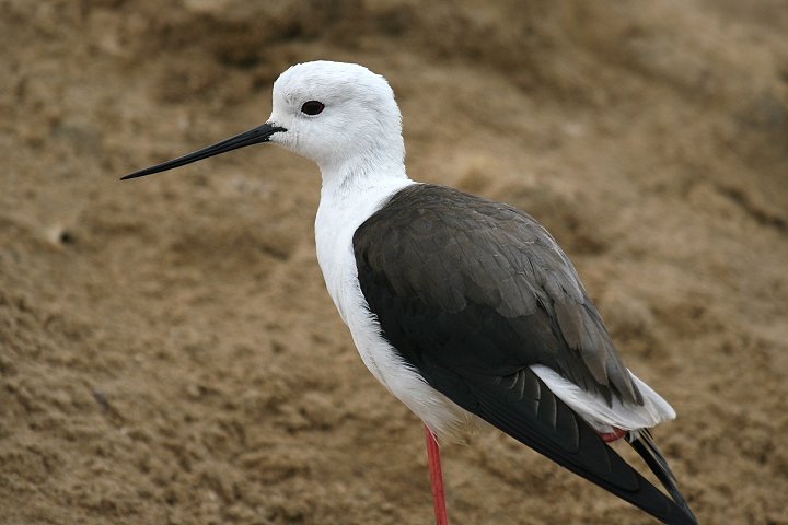 �Z�C�^�J�V�M