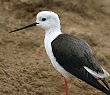 Black-winged Stilt �Z�C�^�J�V�M