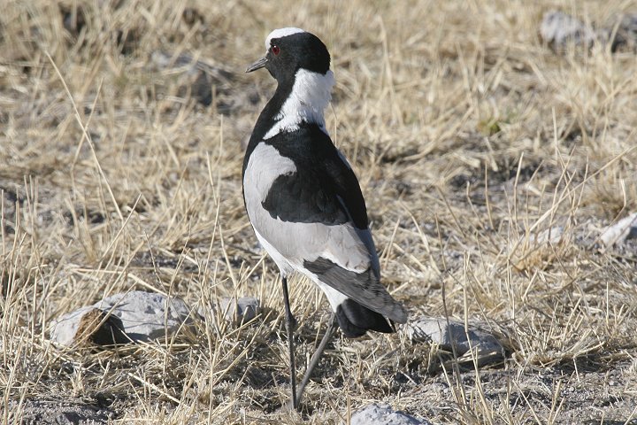 �V���N���Q��