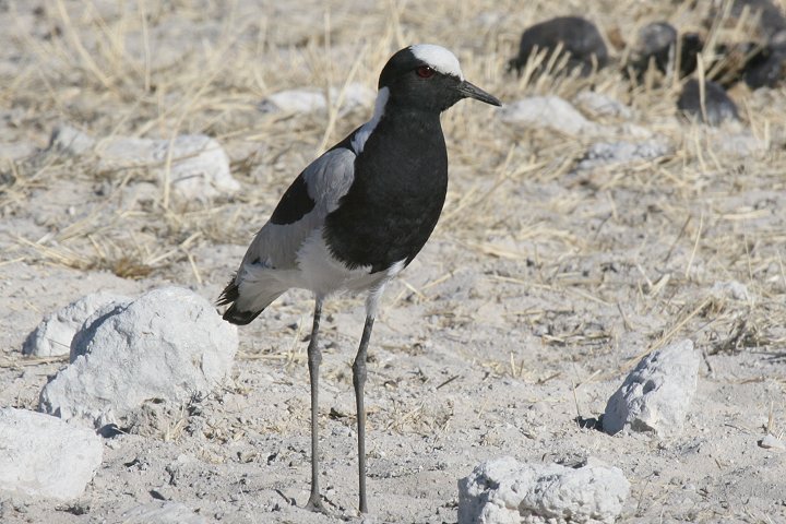 �V���N���Q��