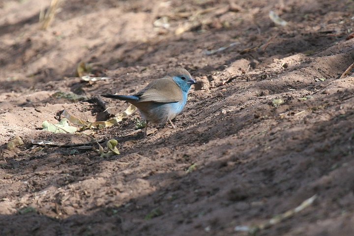 �t�i�V�Z�C�L�`���E