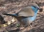 Blue Waxbill �t�i�V�Z�C�L�`���E
