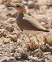 Burchell's Courser �~�i�~�X�i�o�V��
