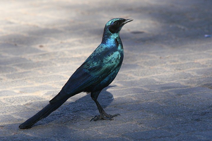 �R�V�A�J�e�����N