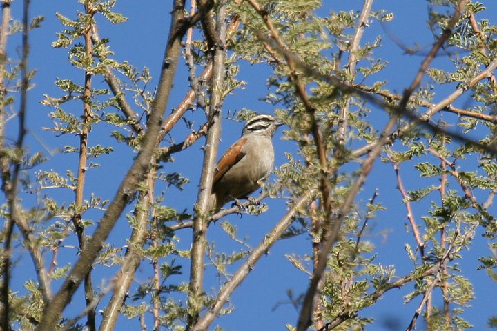 �P�[�v�z�I�W��