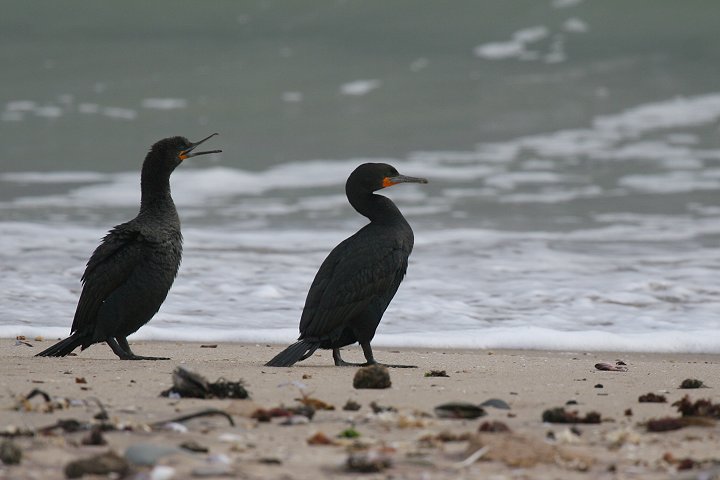 �L�m�h�n�i�O���E