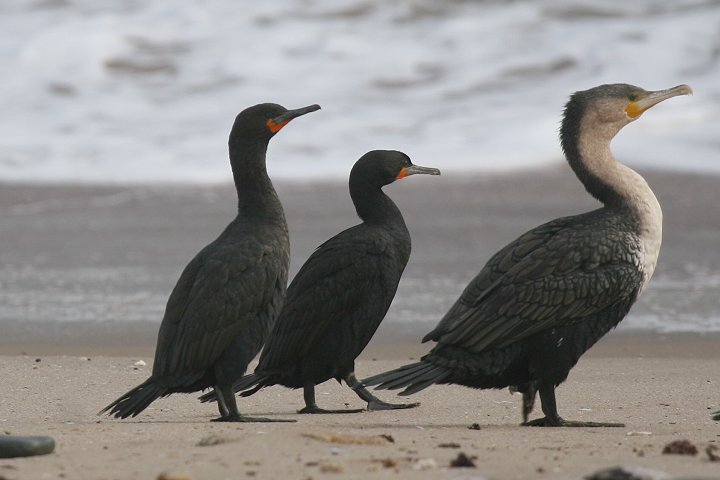 �L�m�h�n�i�O���E