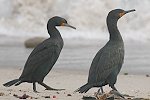 Cape Cormorant �L�m�h�n�i�O���E